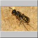 Crossocerus quadrimaculatus - Grabwespe w11a 9mm mit Langbeinfliege - Neurigona quadrifasciata - Sandgrube Niedringhaussee.jpg